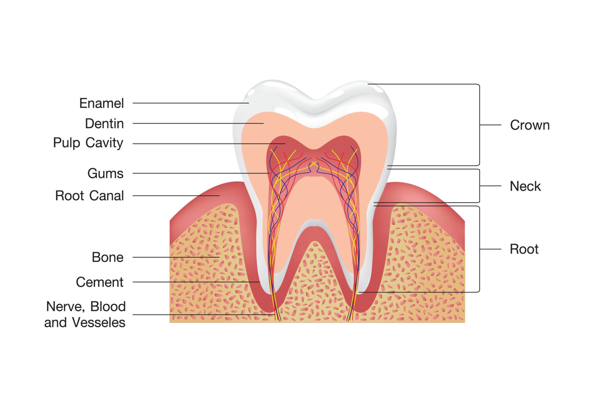 Why Do I Keep Getting Cavities? Dental Town Chicago